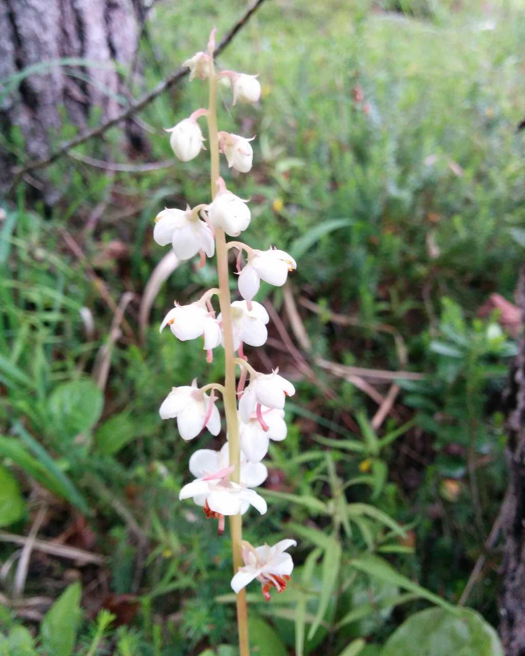 Pyrola...?